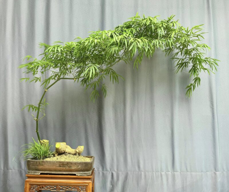 TÁC PHẨM TRE GAI BONSAI : TRE GAI DÁNG HUYỀN NGHỆ THUẬT