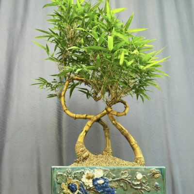 TÁC PHẨM TRE NGÀ BONSAI :  " GIA ĐÌNH LÀ SỐ 1 " NGHỆ THUẬT