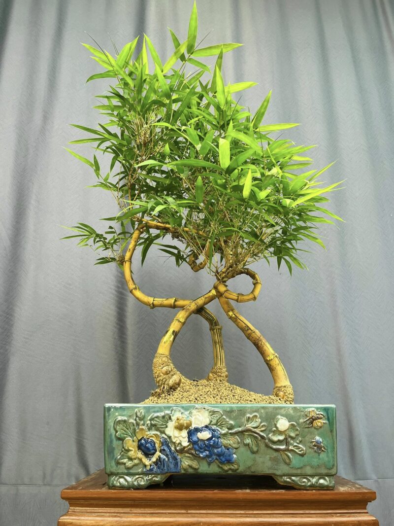TÁC PHẨM TRE NGÀ BONSAI :  " GIA ĐÌNH LÀ SỐ 1 " NGHỆ THUẬT