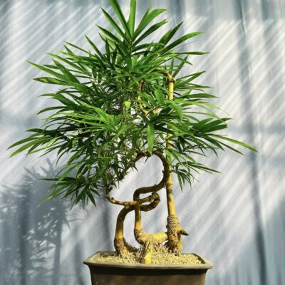 TÁC PHẨM TRE NGÀ BONSAI : PHỤ TỬ TÌNH THÂM NGHỆ THUẬT