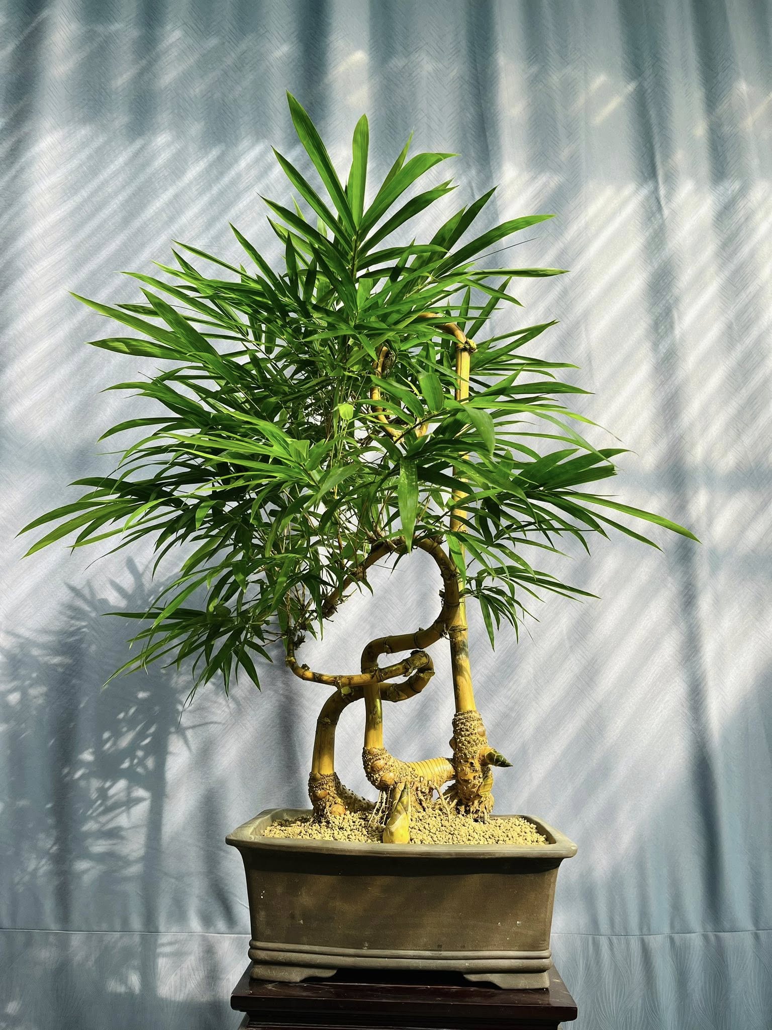 TÁC PHẨM TRE NGÀ BONSAI : PHỤ TỬ TÌNH THÂM NGHỆ THUẬT