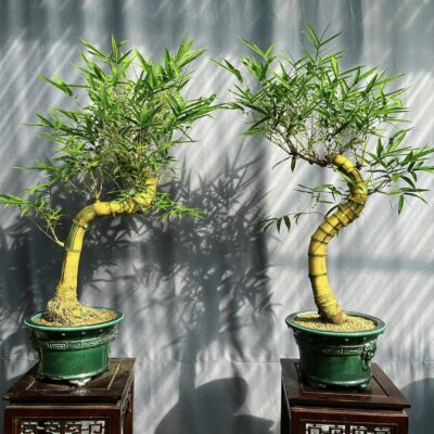 TÁC PHẨM TRE NGÀ BONSAI : TẢ HỮU NGHỆ THUẬT