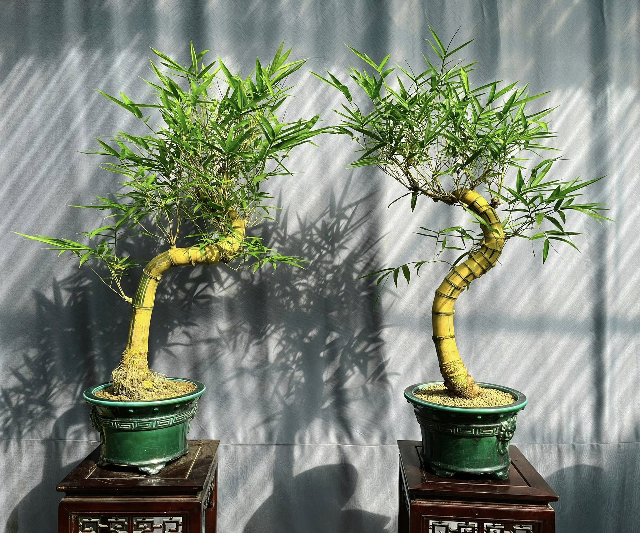 TÁC PHẨM TRE NGÀ BONSAI : TẢ HỮU NGHỆ THUẬT