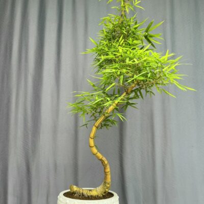 TÁC PHẨM TRE NGÀ BONSAI : THĂNG LONG NGHỆ THUẬT