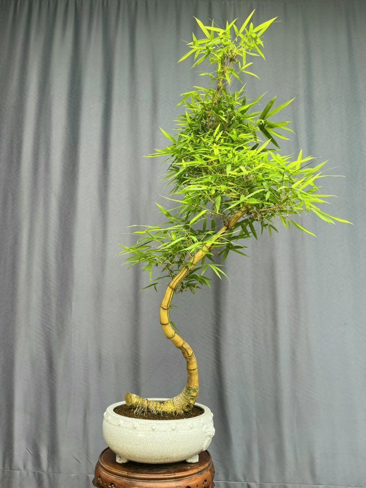 TÁC PHẨM TRE NGÀ BONSAI : THĂNG LONG NGHỆ THUẬT
