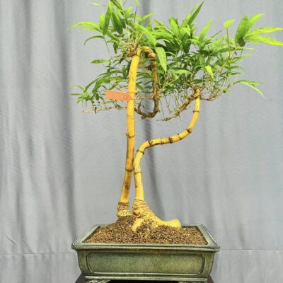 TÁC PHẨM TRE NGÀ BONSAI : TRAO DUYÊN NGHỆ THUẬT