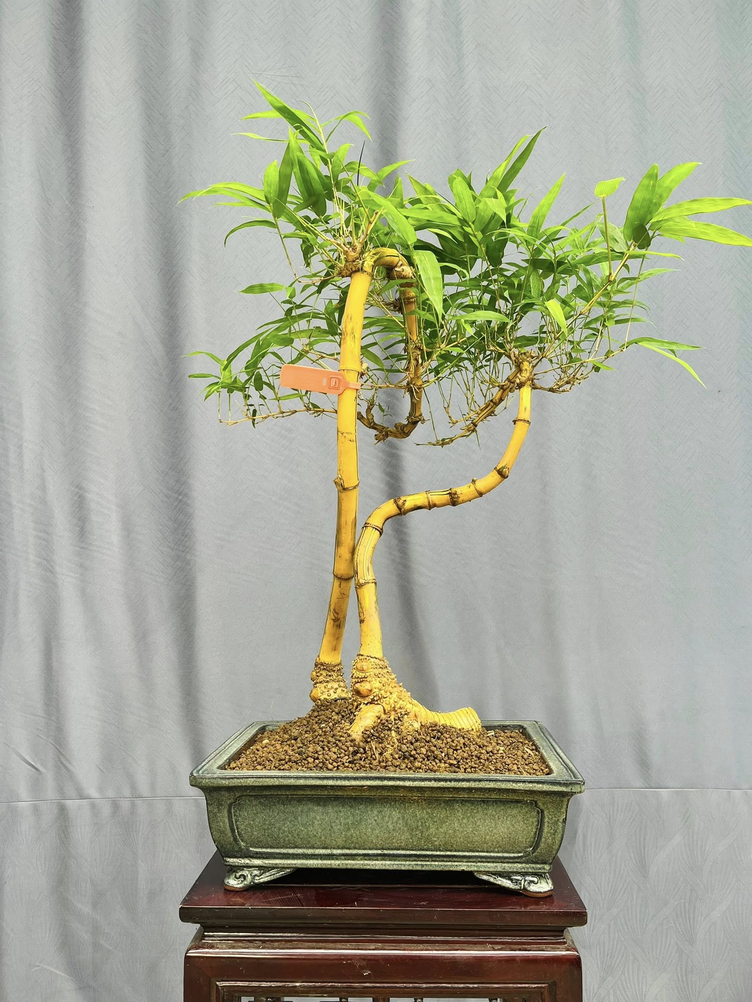 TÁC PHẨM TRE NGÀ BONSAI : TRAO DUYÊN NGHỆ THUẬT
