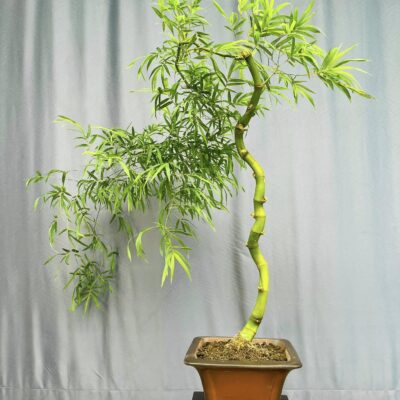 TÁC PHẨM TRE XANH BONSAI : MÁI TÓC NGƯỜI THƯƠNG NGHỆ THUẬT