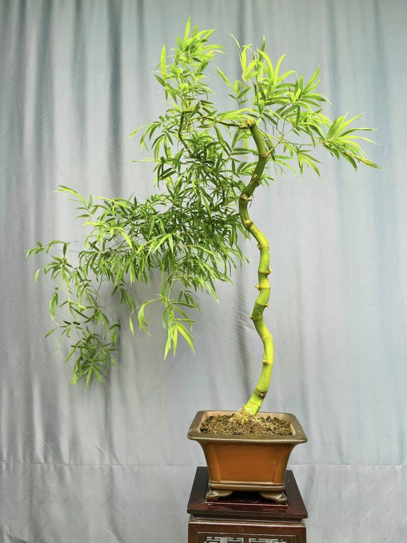 TÁC PHẨM TRE XANH BONSAI : MÁI TÓC NGƯỜI THƯƠNG NGHỆ THUẬT