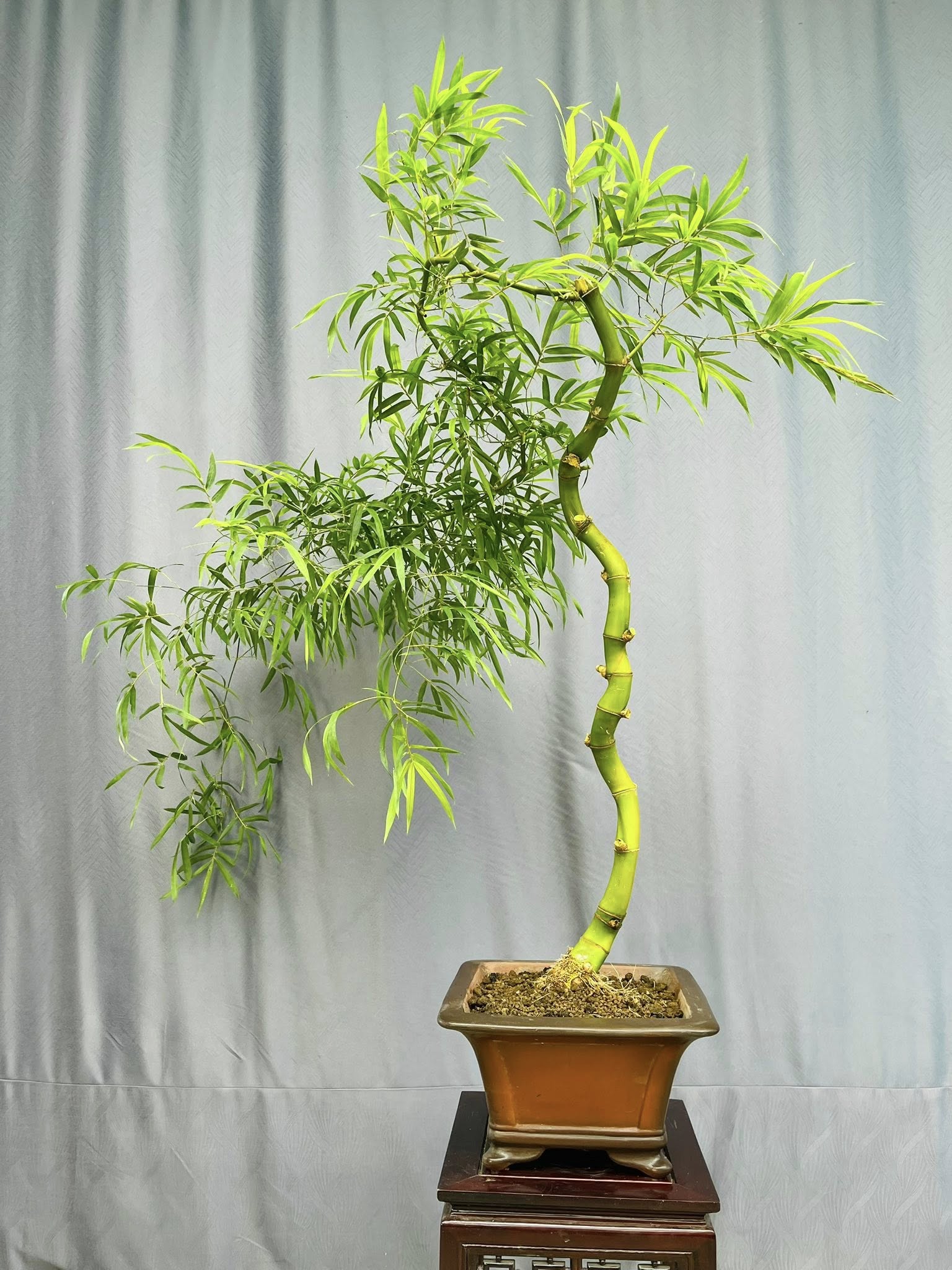 TÁC PHẨM TRE XANH BONSAI : MÁI TÓC NGƯỜI THƯƠNG NGHỆ THUẬT