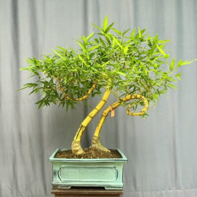 TÁC PHẨM TRE NGÀ BONSAI : TÂM SINH NGHỆ THUẬT