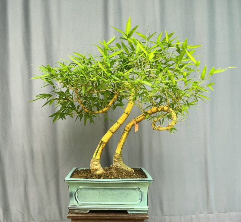 TÁC PHẨM TRE NGÀ BONSAI : TÂM SINH NGHỆ THUẬT