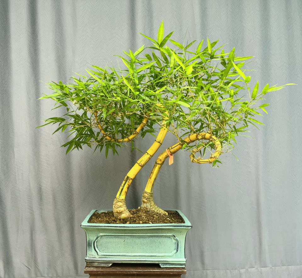 TÁC PHẨM TRE NGÀ BONSAI : TÂM SINH NGHỆ THUẬT