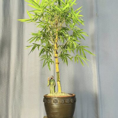 TÁC PHẨM TRE NGÀ BONSAI : NHẤT TRỤ NGHỆ THUẬT