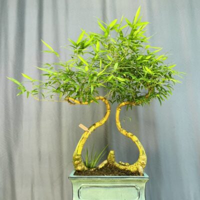 TÁC PHẨM TRE NGÀ BONSAI : TƯƠNG SINH NGHỆ THUẬT