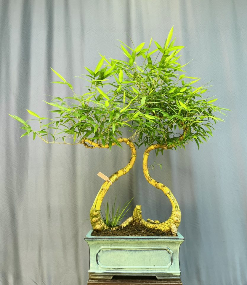 TÁC PHẨM TRE NGÀ BONSAI : TƯƠNG SINH NGHỆ THUẬT