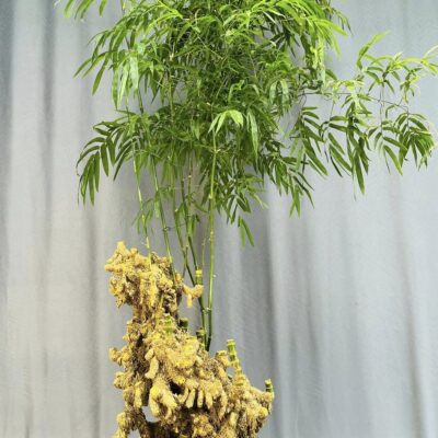 TÁC PHẨM TRE NGÀ XANH QUÝ HIẾM BONSAI : NHÂN SINH NGHỆ THUẬT