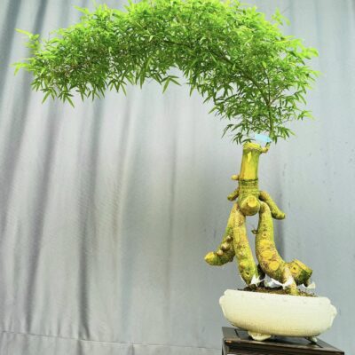 TÁC PHẨM TRE XANH BONSAI : THUẬN BUỒM XUÔI GIÓ NGHỆ THUẬT