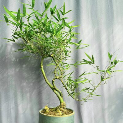 TÁC PHẨM TRE NGÀ XANH QUÝ HIẾM BONSAI : TÂM ĐẦU Ý HỢP NGHỆ THUẬT