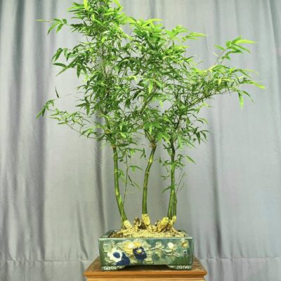 TÁC PHẨM TRE NGÀ XANH QUÝ HIẾM BONSAI : DÒNG THỜI GIAN NGHỆ THUẬT