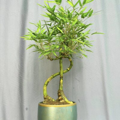 TÁC PHẨM TRE NGÀ XANH QUÝ HIẾM BONSAI : ĐÔ LA NGHỆ THUẬT