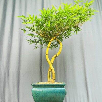 TÁC PHẨM TRE NGÀ BONSAI : HÒA BÌNH NGHỆ THUẬT
