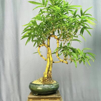 TÁC PHẨM TRE NGÀ BONSAI : TRÁI TIM CHO EM NGHỆ THUẬT