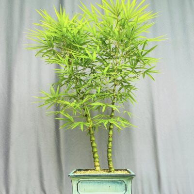 TÁC PHẨM TRÚC QUAN ÂM BONSAI : BẰNG HỮU NGHỆ THUẬT