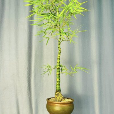 TÁC PHẨM TRÚC QUAN ÂM BONSAI : TRỰC QUÂN TỬ NGHỆ THUẬT