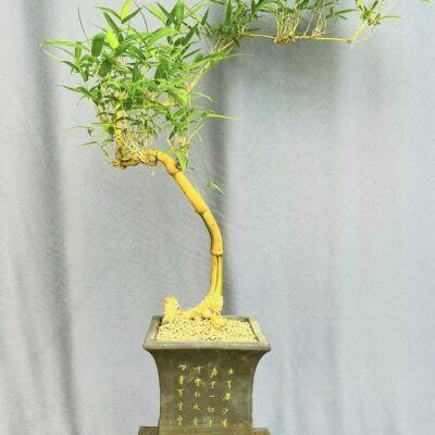 TÁC PHẨM TRE NGÀ BONSAI : NGHỆ THUẬT PHONG THỦY