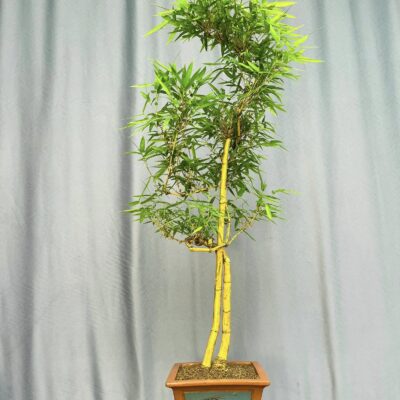 TÁC PHẨM TRE NGÀ BONSAI : TÂM GIAO NGHỆ THUẬT PHONG THỦY