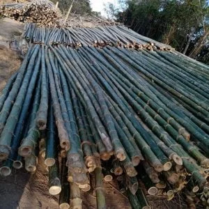 Cây chống tre 4m cứng cáp, chắc khoẻ, cam kết chất lượng 100%