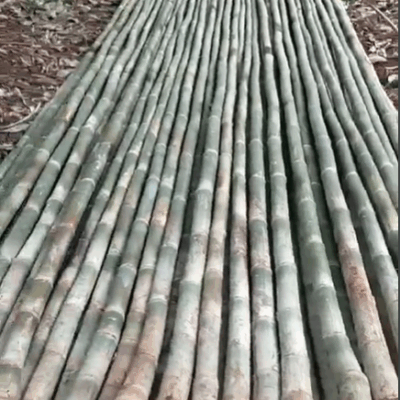 Cọc Cây tre Tầm Vông Số Lượng Lớn Giá Sỉ