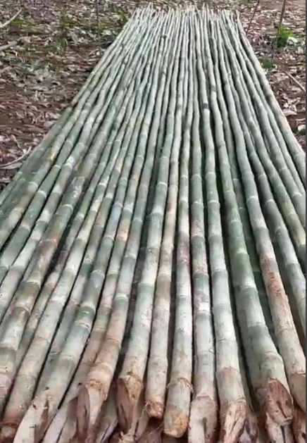 Cọc Cây tre Tầm Vông Số Lượng Lớn Giá Sỉ Cọc Cây tre Tầm Vông Số Lượng Lớn Giá Sỉ