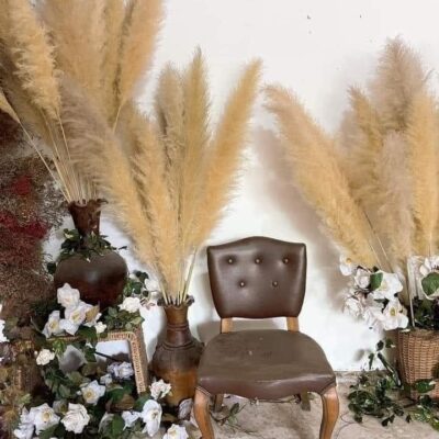 Bông cỏ lau trang trí