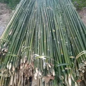 Cây sặt và cây dèo nứa