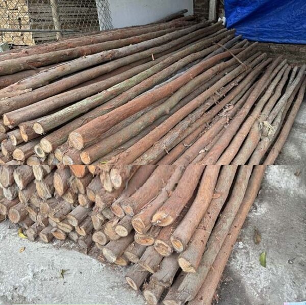 Cọc gỗ, Cây chống gỗ keo tươi, khô Cọc gỗ, Cây chống gỗ keo tươi, khô