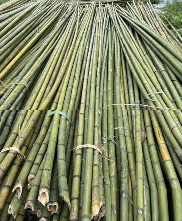 Cọc tre chống cây, đóng cọc nhiều kích thước Cọc tre chống cây, đóng cọc nhiều kích thước
