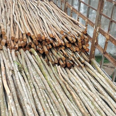 Cọc gỗ, Cây chống gỗ bạch đàn