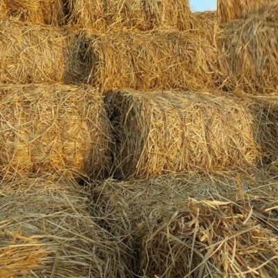 Rơm cuộn khô trang trí