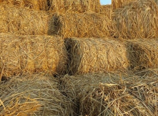 Rơm cuộn khô trang trí Rơm cuộn khô trang trí