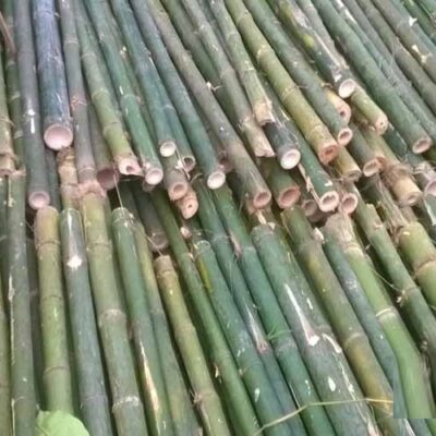 cọc cây tre lồ ô