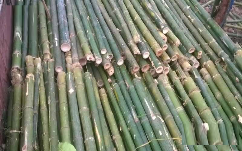 cọc cây tre lồ ô cọc cây tre lồ ô