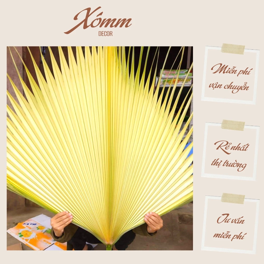 Lá cọ non (nõn cọ), búp cọ cắm hoa , trang trí decor nhà thờ Lá cọ non (nõn cọ), búp cọ cắm hoa , trang trí decor nhà thờ