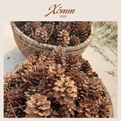 Quả thông khô phụ kiện chụp hình decor, trang trí giáng sinh