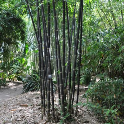 cây giống Tre đen Timor Les nhập khẩu  - Black Bamboo / Gigantochloa atroviolacea