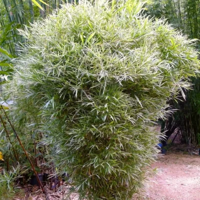cây giống Trúc lá bạc Nam Mỹ (Bambusa glaucophylla) nhập khẩu