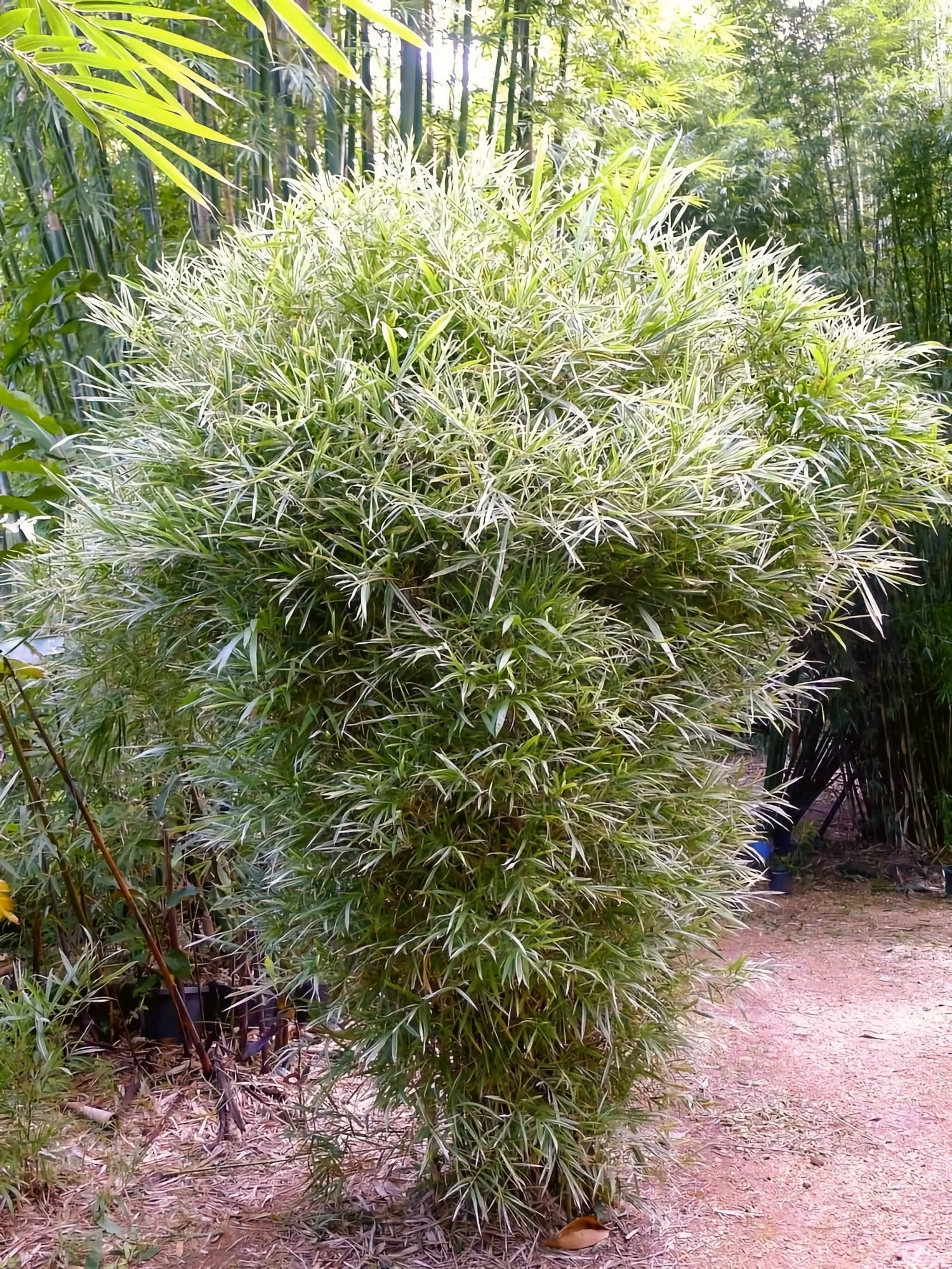 cây giống Trúc lá bạc Nam Mỹ (Bambusa glaucophylla) nhập khẩu