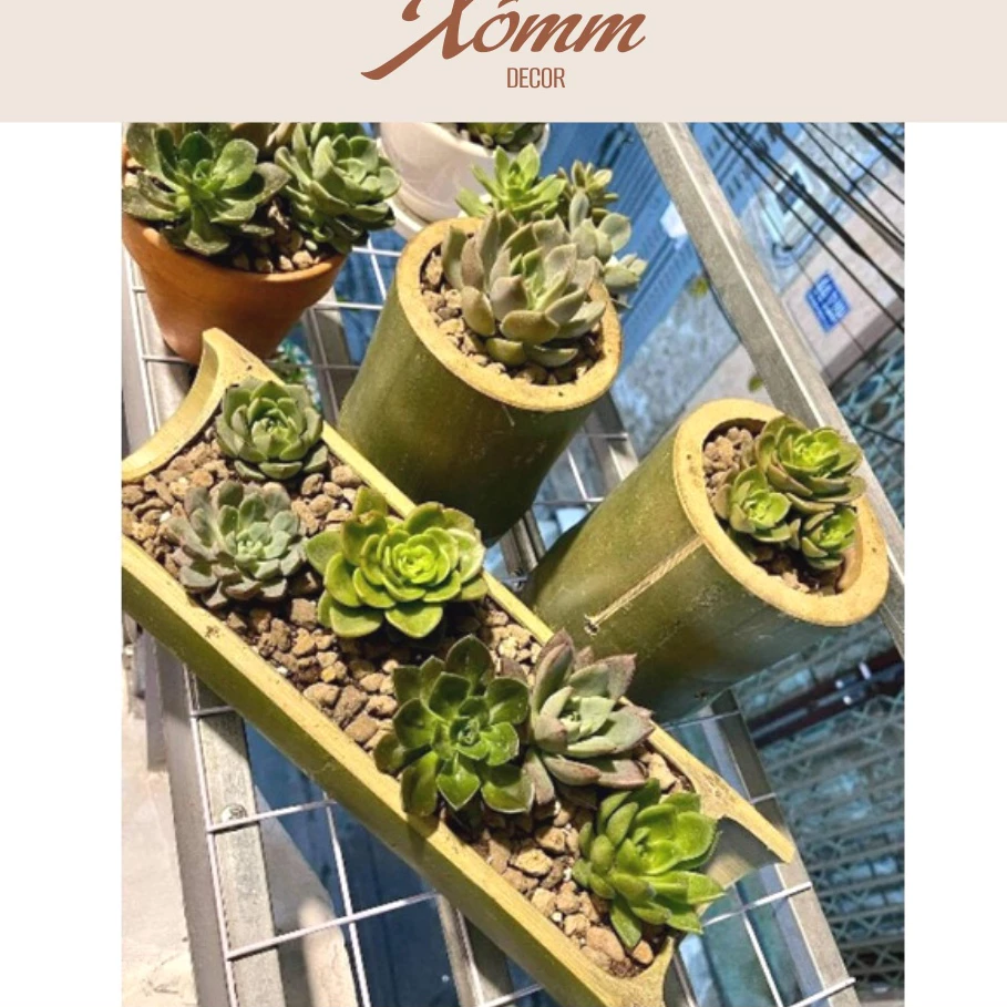 Chậu khúc gỗ bằng tre trồng cây, sen đá, tiểu cảnh, chậu tre, ống tre, khúc tre trang trí decor Chậu khúc gỗ bằng tre trồng cây, sen đá, tiểu cảnh, chậu tre, ống tre, khúc tre trang trí decor