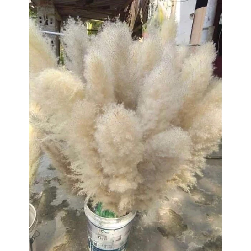 bông hoa cỏ lau màu kem trang trí decor bông hoa cỏ lau màu kem trang trí decor